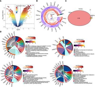 Identification and validation of NAD+ metabolism-related biomarkers in patients with diabetic peripheral neuropathy